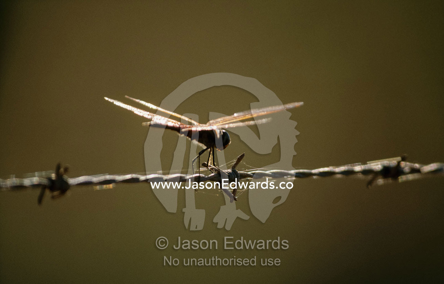 The sun lights a dragonfly alighting on a barbed wire fence.   RAOU Bird Observatory, Broome, Western Australia.