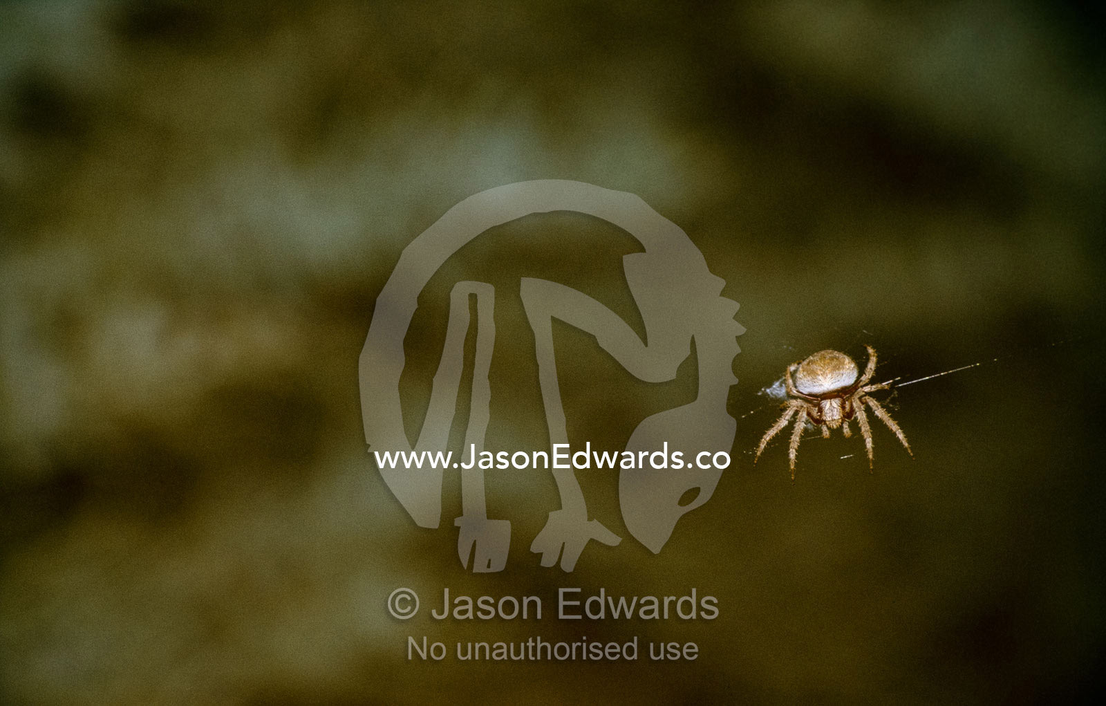 A golden orb spider spins a web to capture prey. North Carlton, Victoria, Australia.