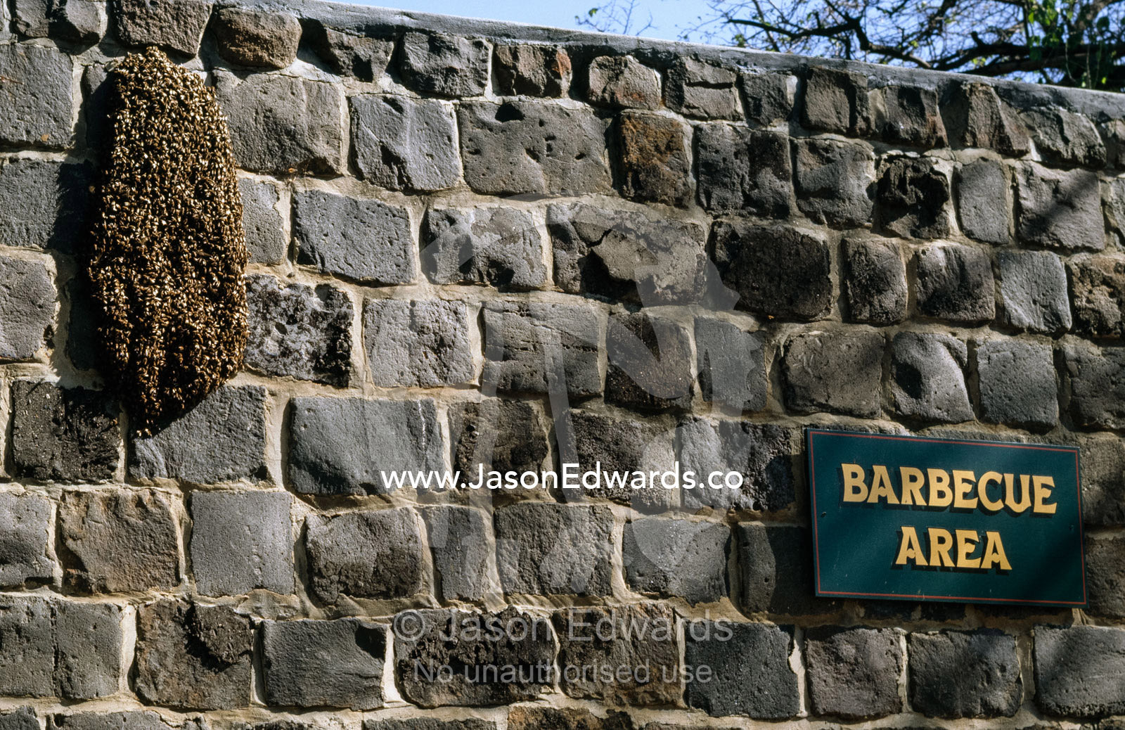 A swarm of European bees on a wall at a barbecue area. North Carlton, Victoria, Australia.