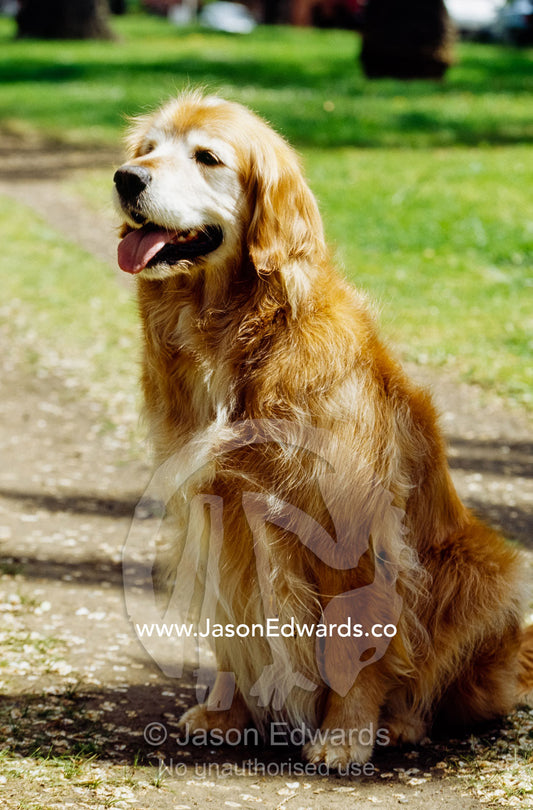 An obedient Golden Retriever named Teddy sits and pants. North Carlton, Victoria, Australia.