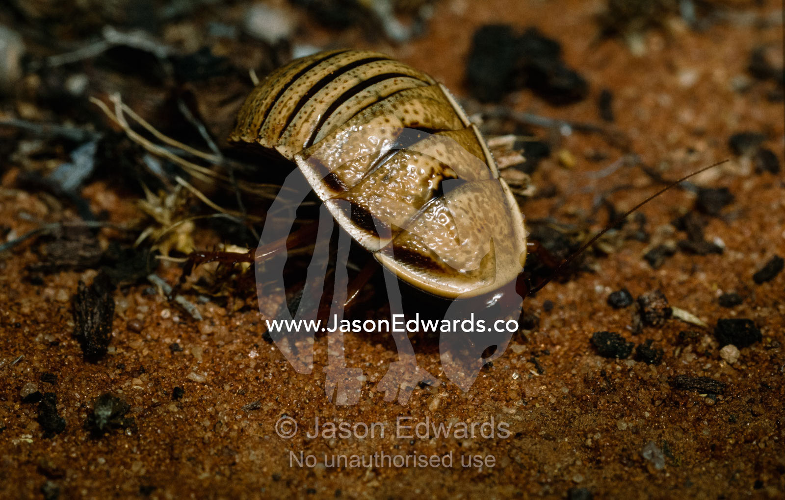 The protective armor of a native cockroach crawling across a dune. South Australia.