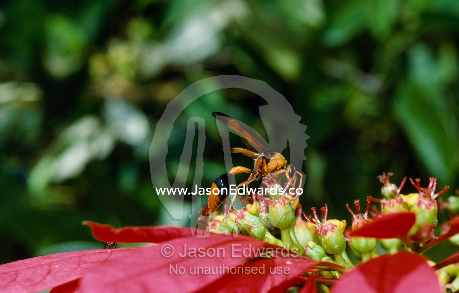 A black and orange wasp feeds on a flower's nectar. Carnarvon, Western Australia.