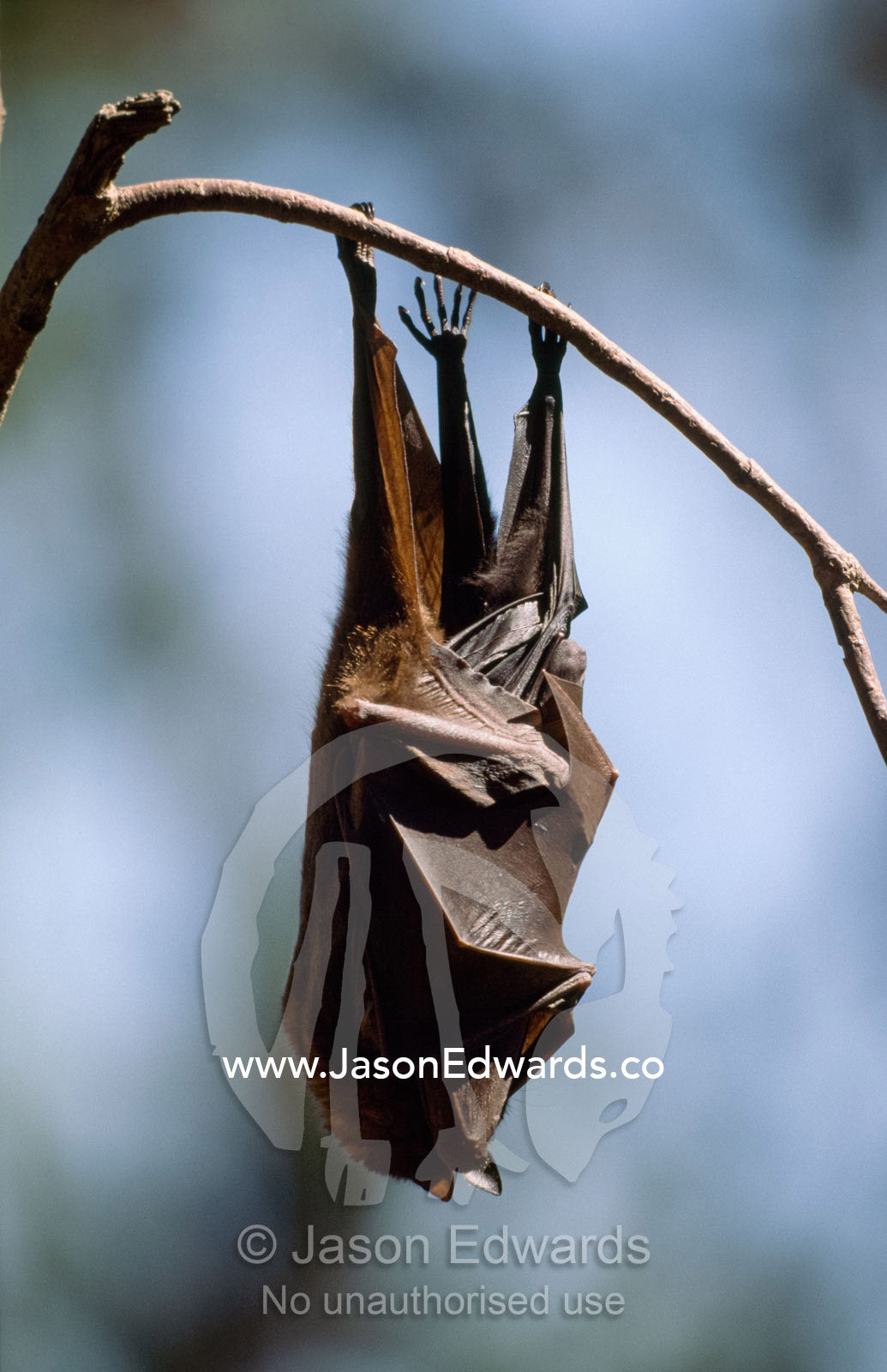 A flying fox hangs in a tree with an infant sheltered under its wings. Nitmiluk (Katherine Gorge) National Park, Northern Territory, Australia.