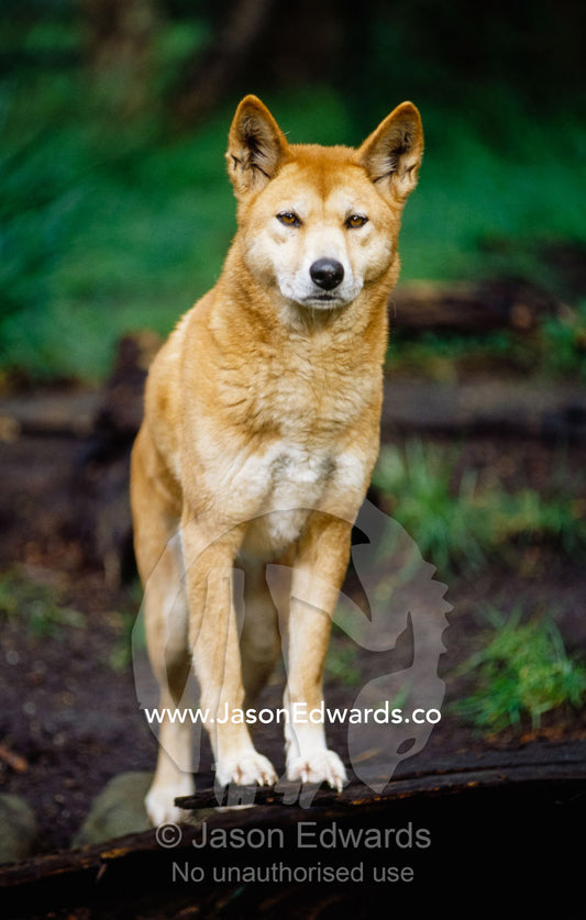 An alert dingo, Aboriginies' native wild dog, with ears standing up. Healesville Sanctuary, Victoria, Australia.