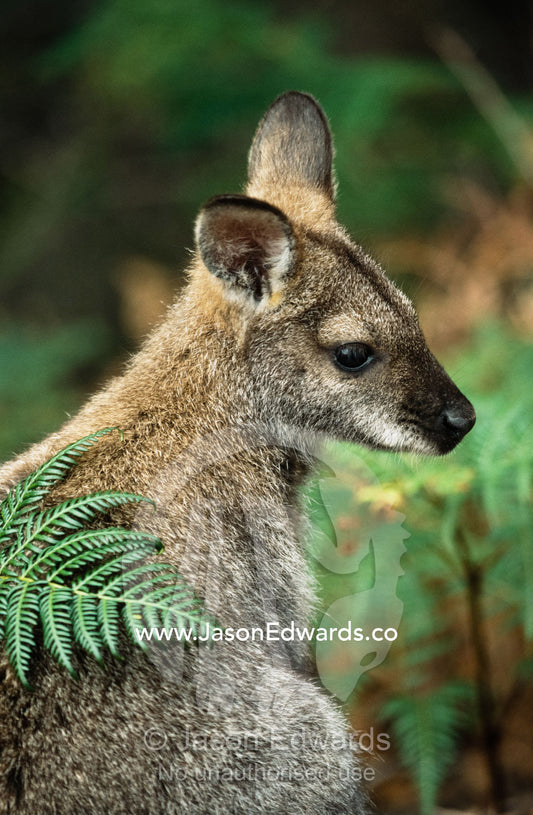 Portrait of a Bennett's wallaby near the forest's edge. Freycinet National Park, Tasmania, Australia.