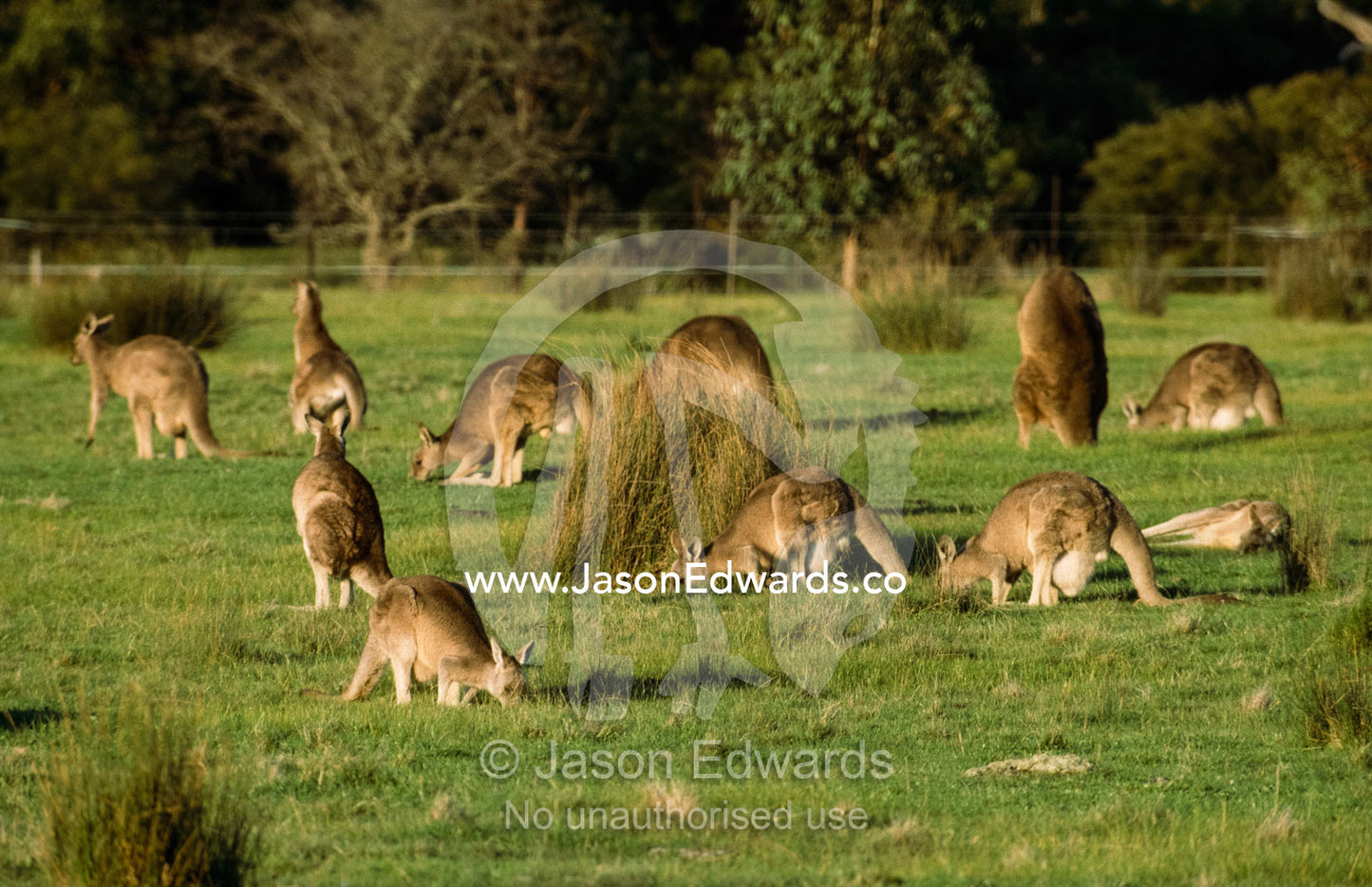 Eastern gray kangaroo mob feeding in a sunlit field. Romsey, Victoria, Australia.