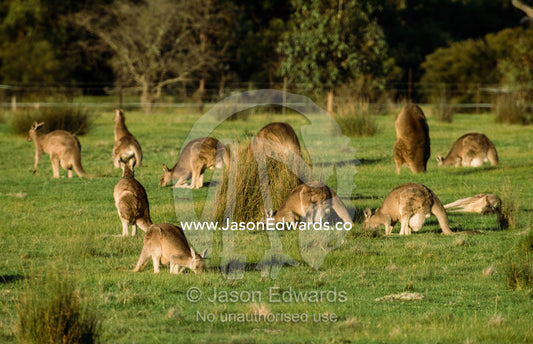 Eastern gray kangaroo mob feeding in a sunlit field. Romsey, Victoria, Australia.