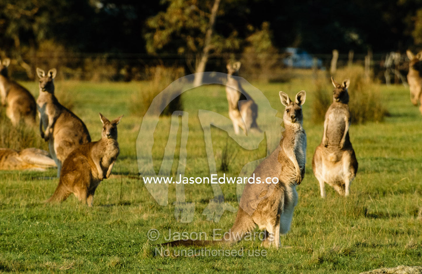 Eastern gray kangaroo mob on the alert in a sunlit field. Romsey, Victoria, Australia.