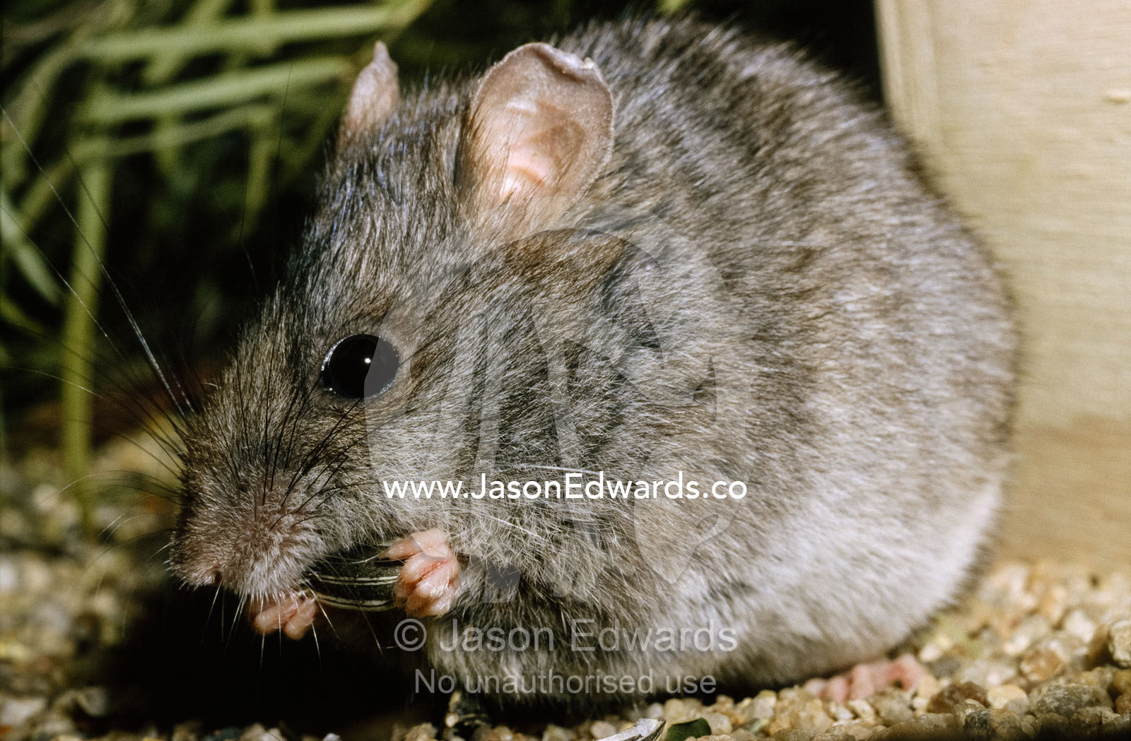 A Smoky mouse, in a captive breeding program, feeds on seeds. Melbourne Zoo, Victoria, Australia.