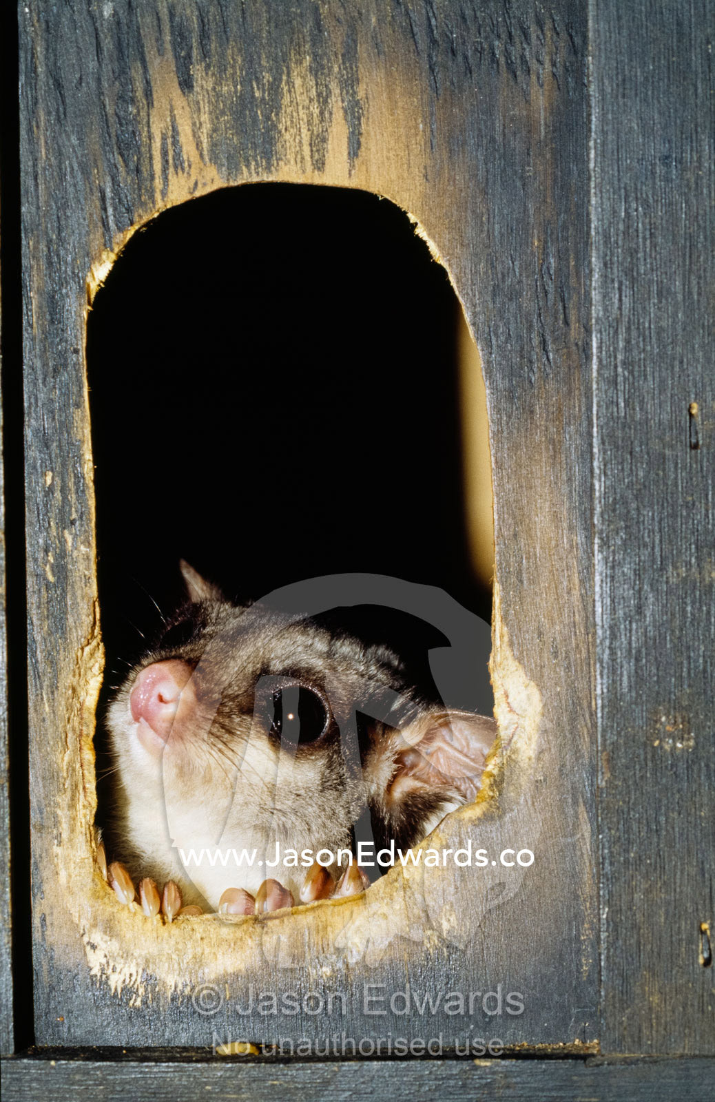 A sugar glider emerges from an artificial nest box. Healesville Sanctuary, Victoria, Australia.