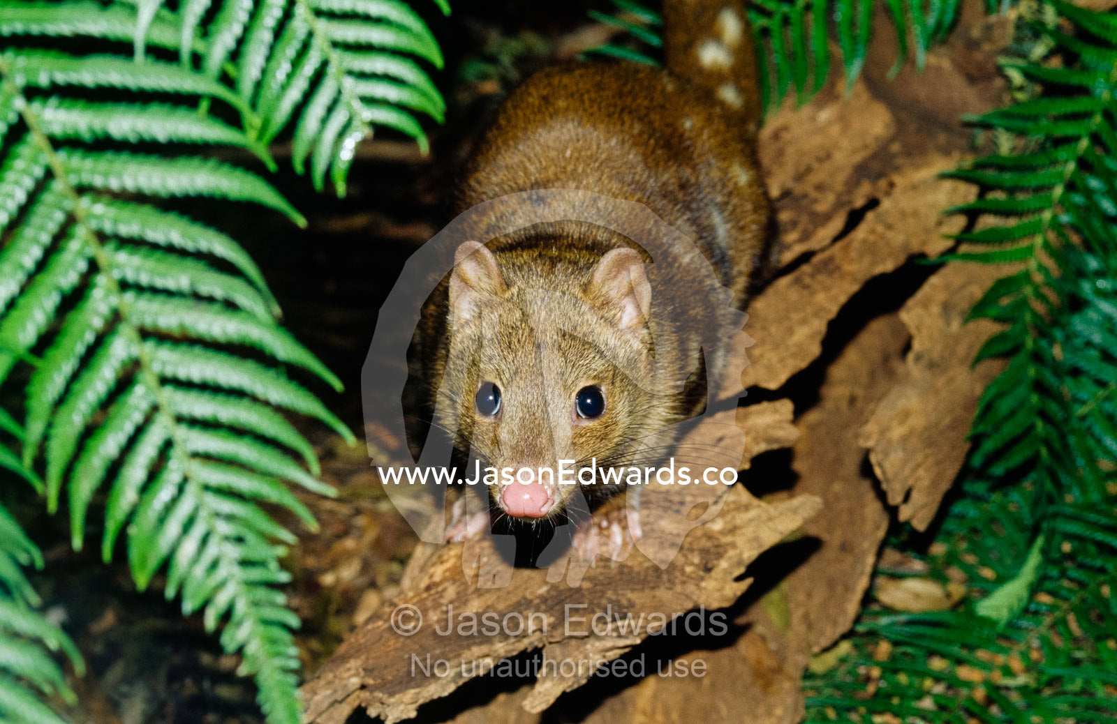 An endangered tiger spotted-tailed, or spot-tailed, quoll. Healesville Sanctuary, Victoria, Australia.