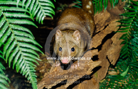 An endangered tiger spotted-tailed, or spot-tailed, quoll. Healesville Sanctuary, Victoria, Australia.