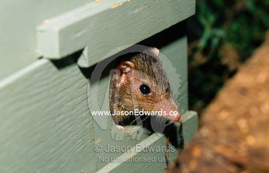 A dusky antechinus emerges from an artificial nest box. Healesville Sanctuary, Victoria, Australia.