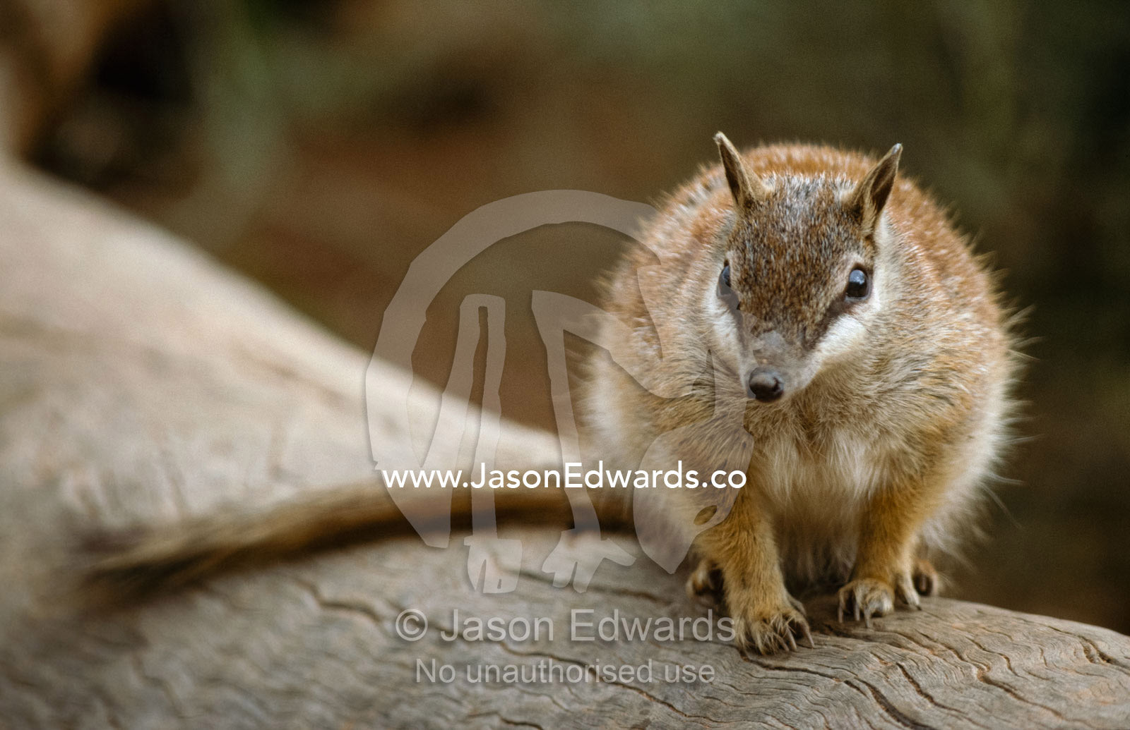 A vulnerable numbat, Myrmecobius fasciatus, walks on a log. Alice Springs Desert Park, Northern Territory.