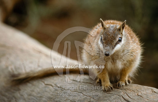 A vulnerable numbat, Myrmecobius fasciatus, walks on a log. Alice Springs Desert Park, Northern Territory.