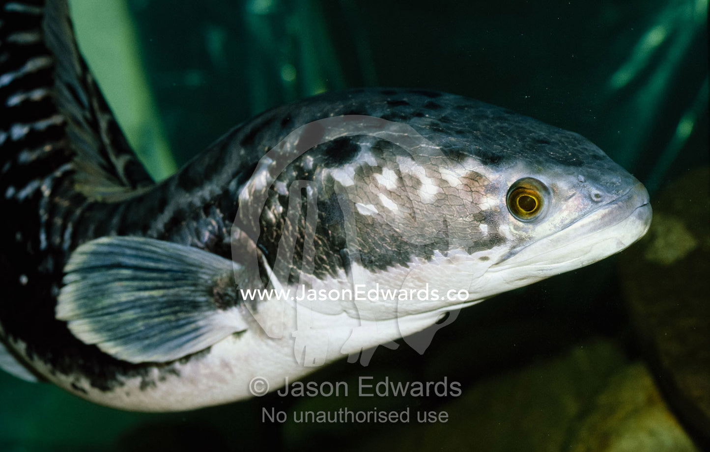 Portrait of a snakehead fish, Channa striata. Melbourne Zoo, Victoria, Australia.
