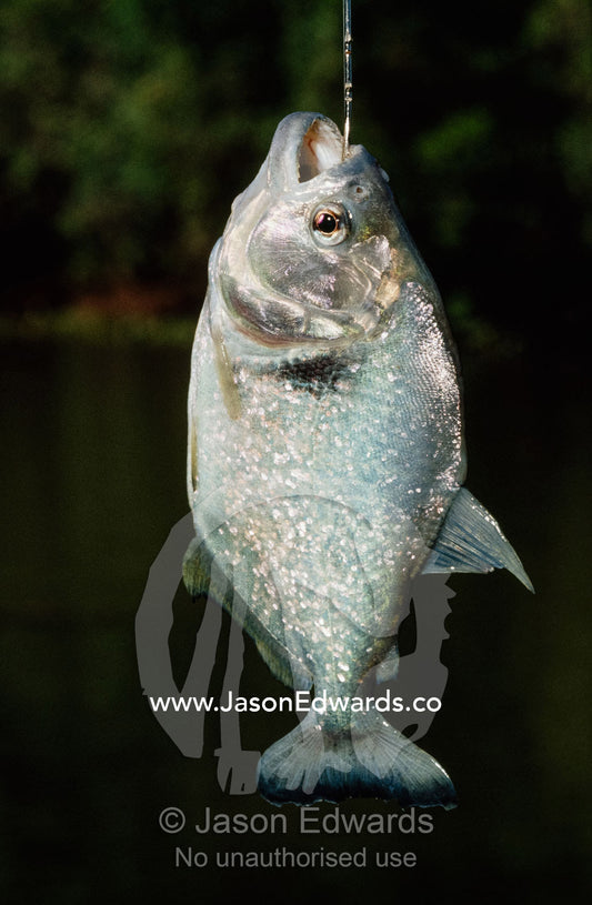 A shiny, silvery white piranha hanging from a fishing line. Pantanal National Park, Brazil.