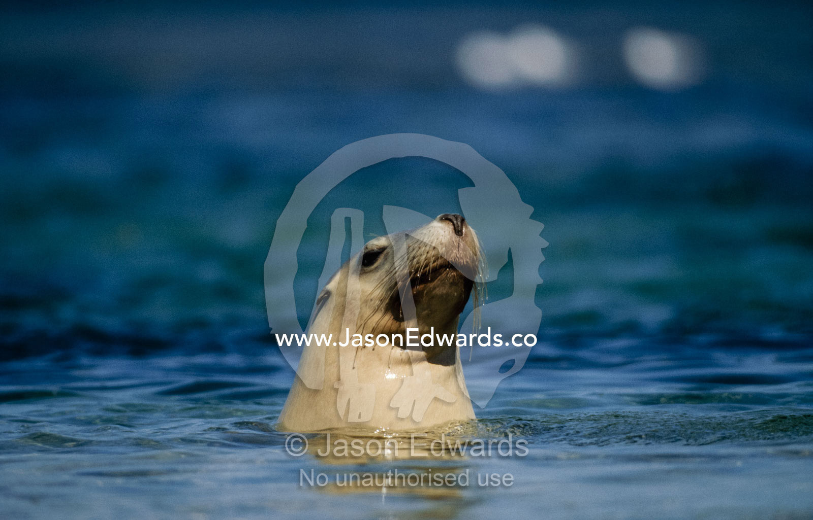 An endangered Australian sea lion, Neophoca cinera. Jones Island, Bairds Bay, South Australia.