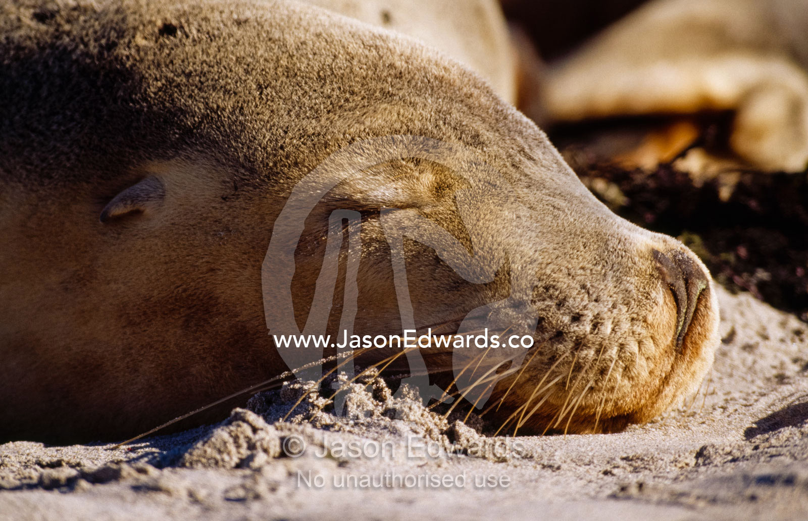 Portrait of an endangered Australian sea lion sleeping in the sand. Jones Island, Bairds Bay, South Australia.