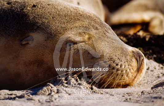 Portrait of an endangered Australian sea lion sleeping in the sand. Jones Island, Bairds Bay, South Australia.
