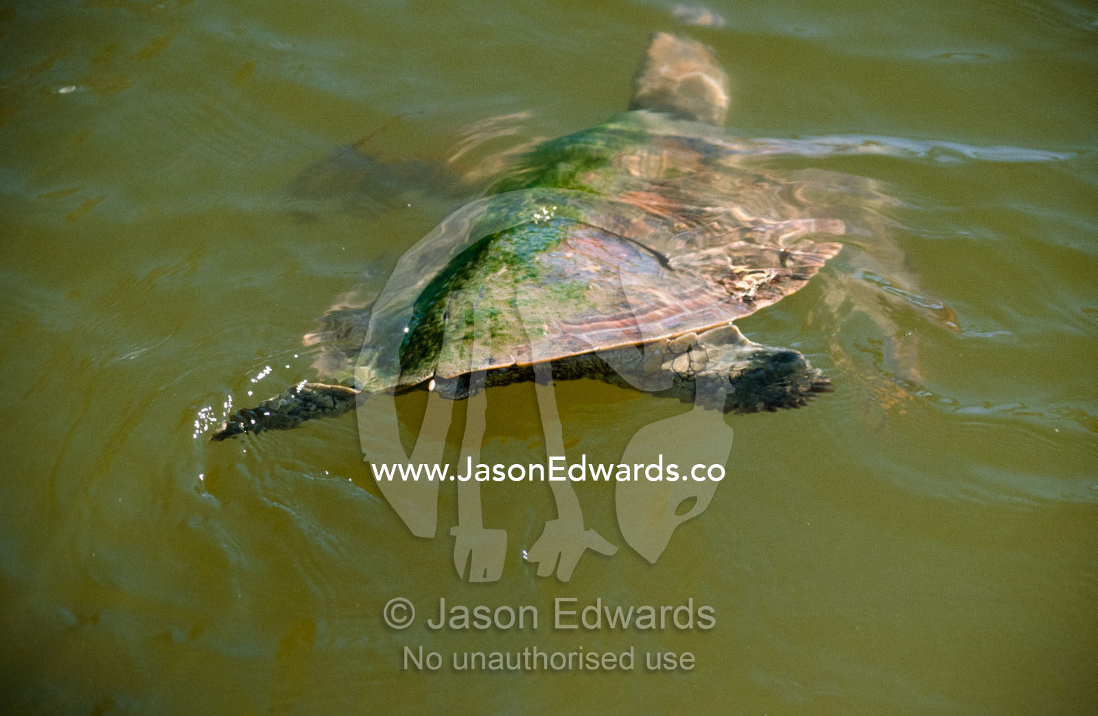 A diving green sea turtle. Seaworld, Gold Coast, Queensland, Australia.