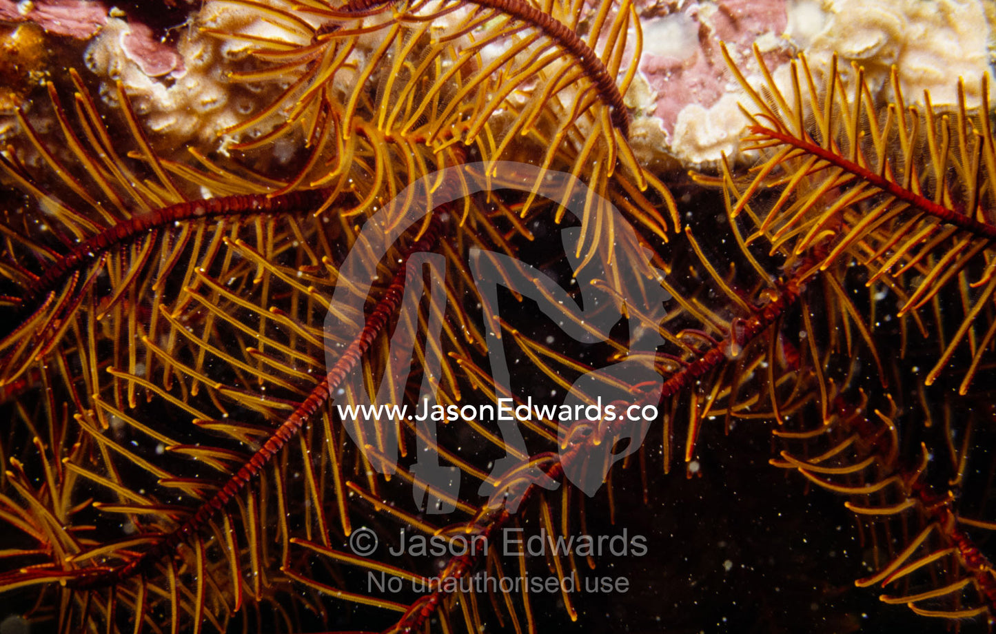 A delicate orange feather star crinoid, Cenolia trichoptera. Portsea Pier, Victoria, Australia.