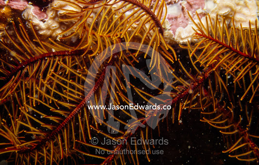 A delicate orange feather star crinoid, Cenolia trichoptera. Portsea Pier, Victoria, Australia.