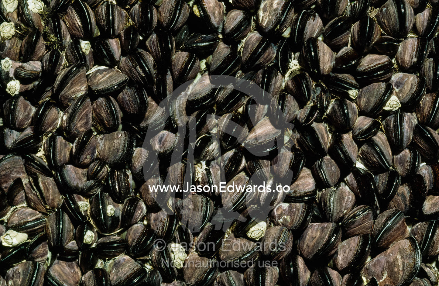 A colony of little black horse mussels on a rocky ledge at low tide. Wilsons Promontory National Park, Victoria, Australia.