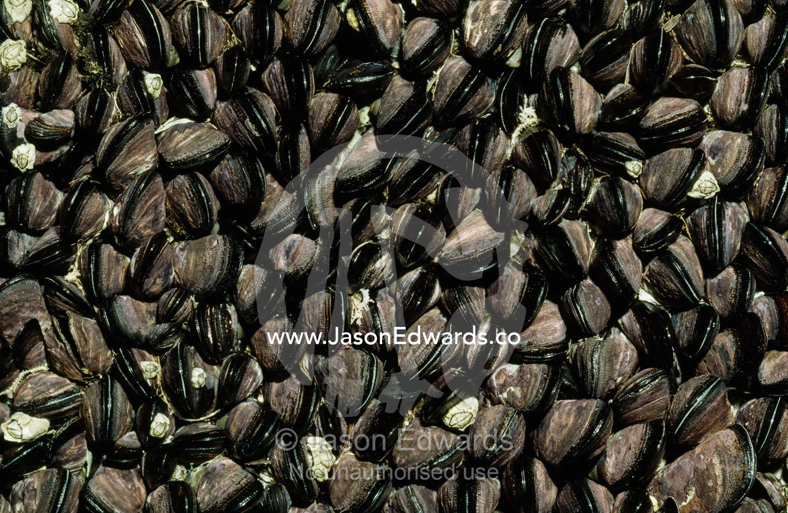 A colony of little black horse mussels on a rocky ledge at low tide. Wilsons Promontory National Park, Victoria, Australia.