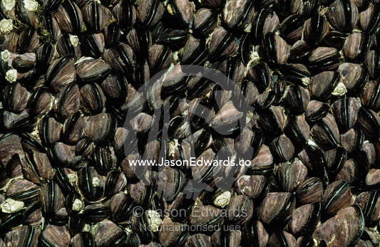 A colony of little black horse mussels on a rocky ledge at low tide. Wilsons Promontory National Park, Victoria, Australia.