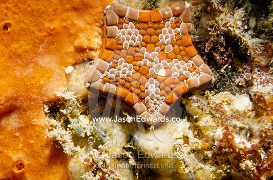 A biscuit sea star, Tosia australis, resting on a pier pylon. Portsea Pier, Victoria, Australia.