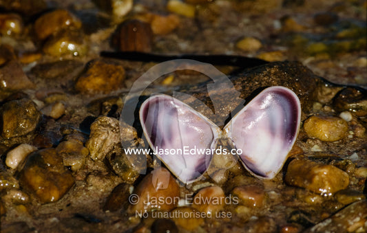 An open purple and white bi-valve shell on a pebbled beach. Whyalla, South Australia.
