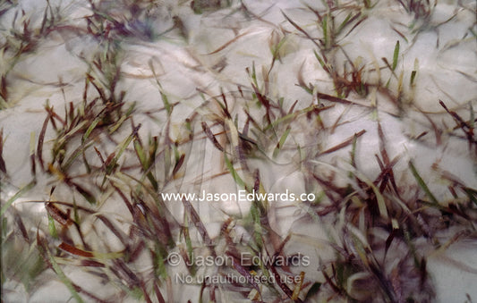 Waves stir sea grass emerging from a sandy beach. Smoky Bay, South Australia.