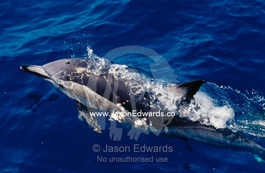 A common dolphin leaps from deep blue water to catch a breath. Continental Shelf off Merimbula, New South Wales, Australia.