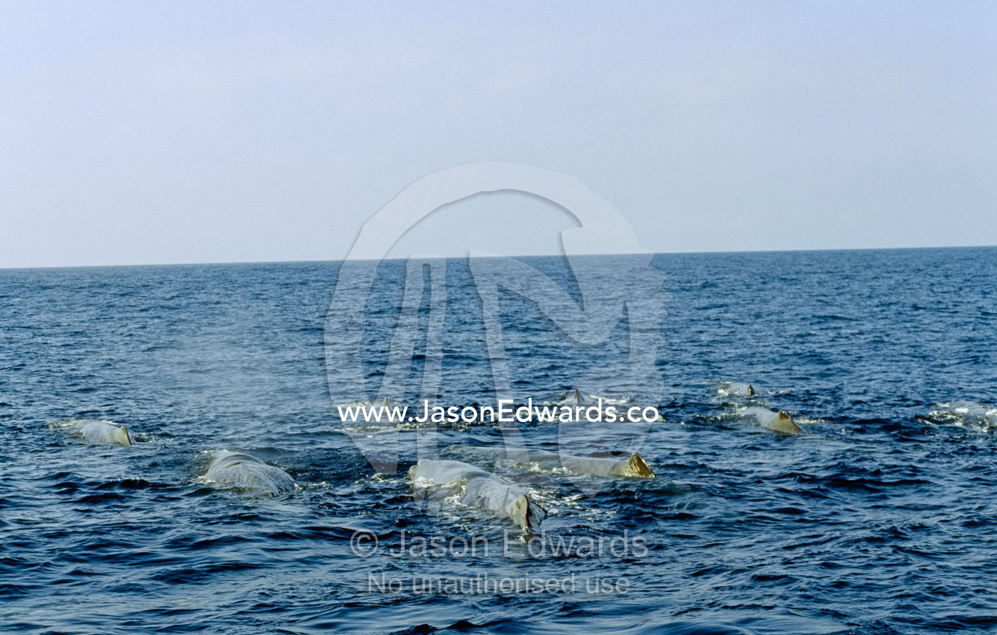 A matriachal pod of sperm whales breathing on the ocean surface. Continental Shelf off Eden, New South Wales, Australia.