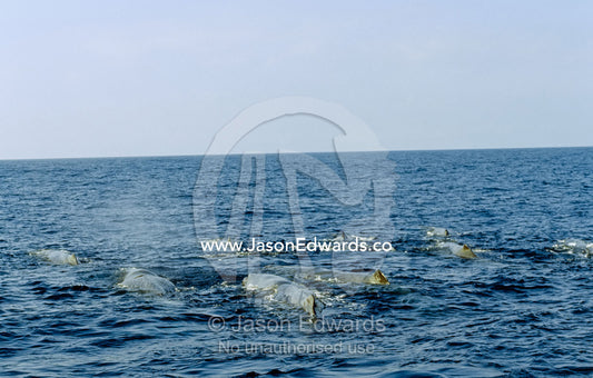 A matriachal pod of sperm whales breathing on the ocean surface. Continental Shelf off Eden, New South Wales, Australia.