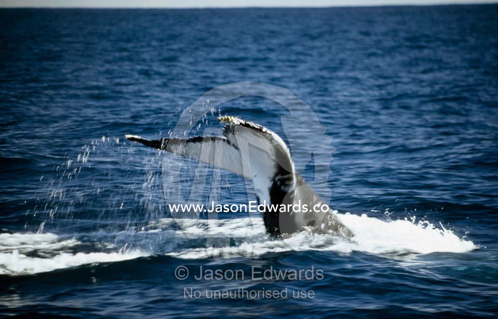 Water drips from the tail flukes of a Humpback Whale as it dives. Coral Bay, Ningaloo Reef, Western Australia, Australia.