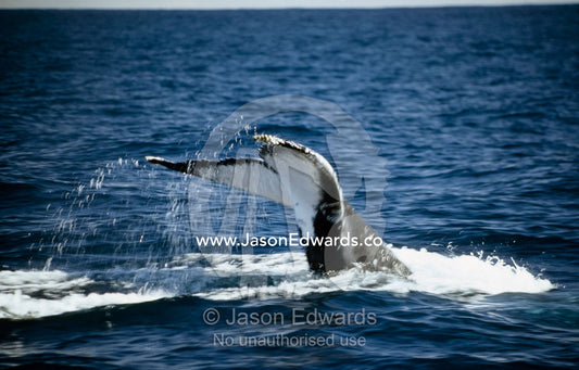 Water drips from the tail flukes of a Humpback Whale as it dives. Coral Bay, Ningaloo Reef, Western Australia, Australia.