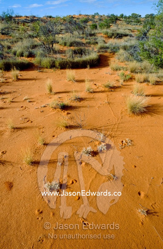 Skink burrowing tracks criss-cross a red sand dune. Simpson Desert Conservation Park, South Australia.