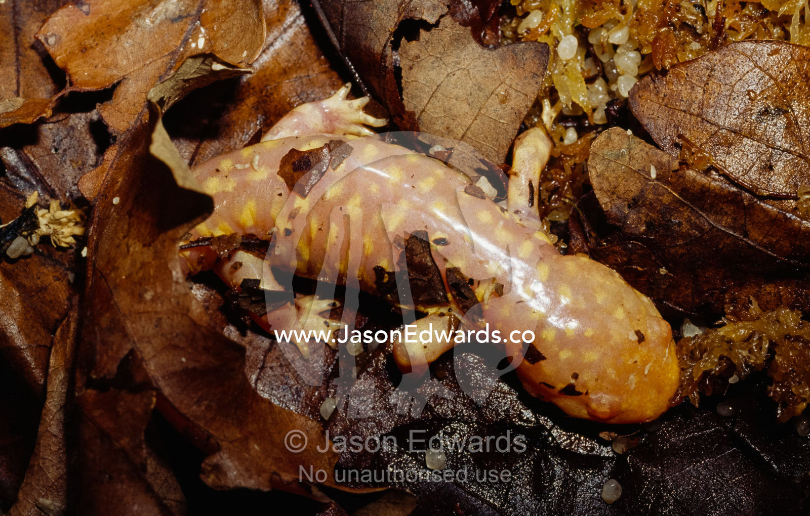 Yellow spots on the delicate skin of a salamander in leaf litter. Melbourne Zoo, Victoria, Australia.