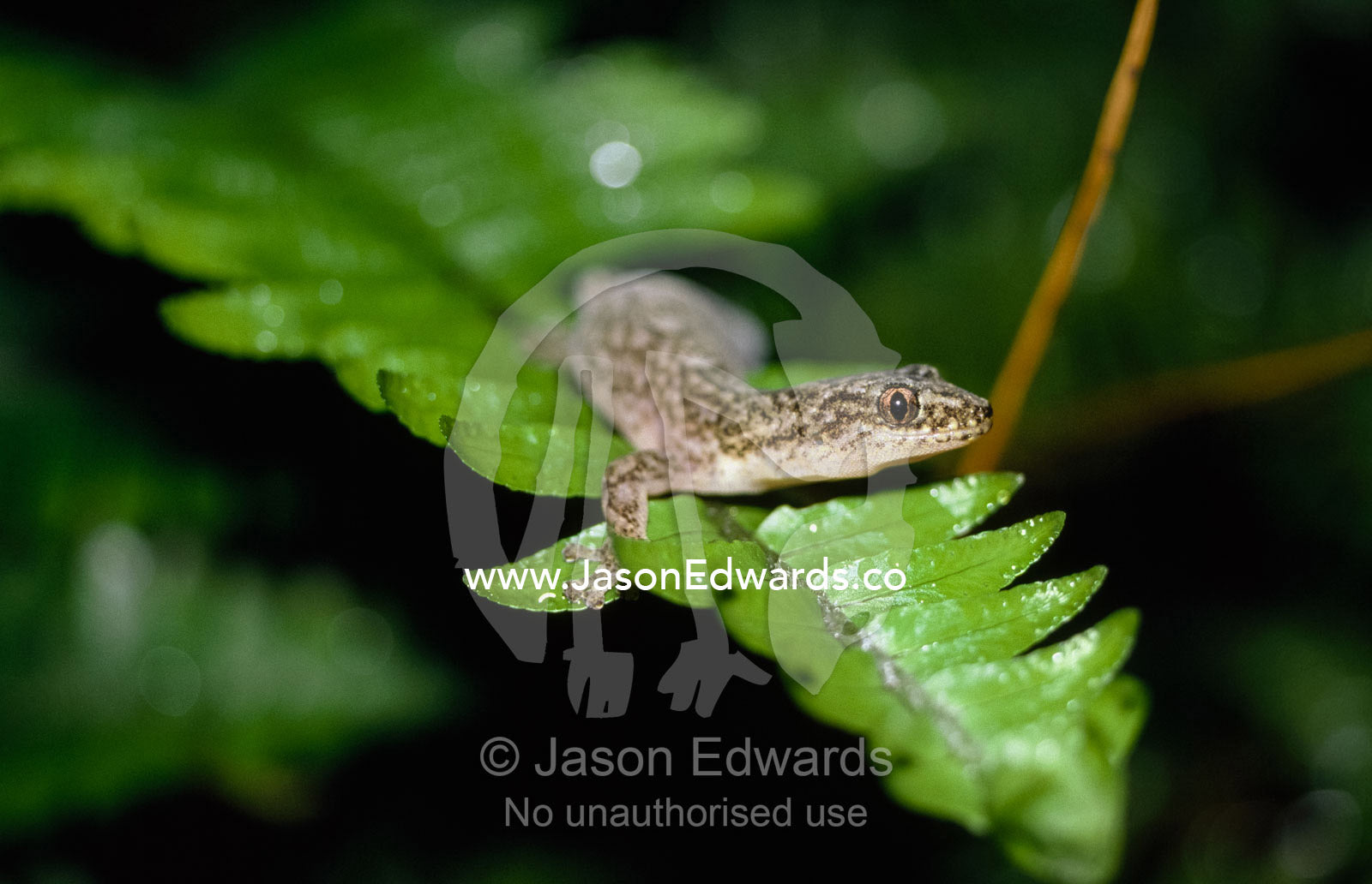 Marbled gecko, Christinus marmoratus, on a fern frond. North Carlton, Victoria, Australia.