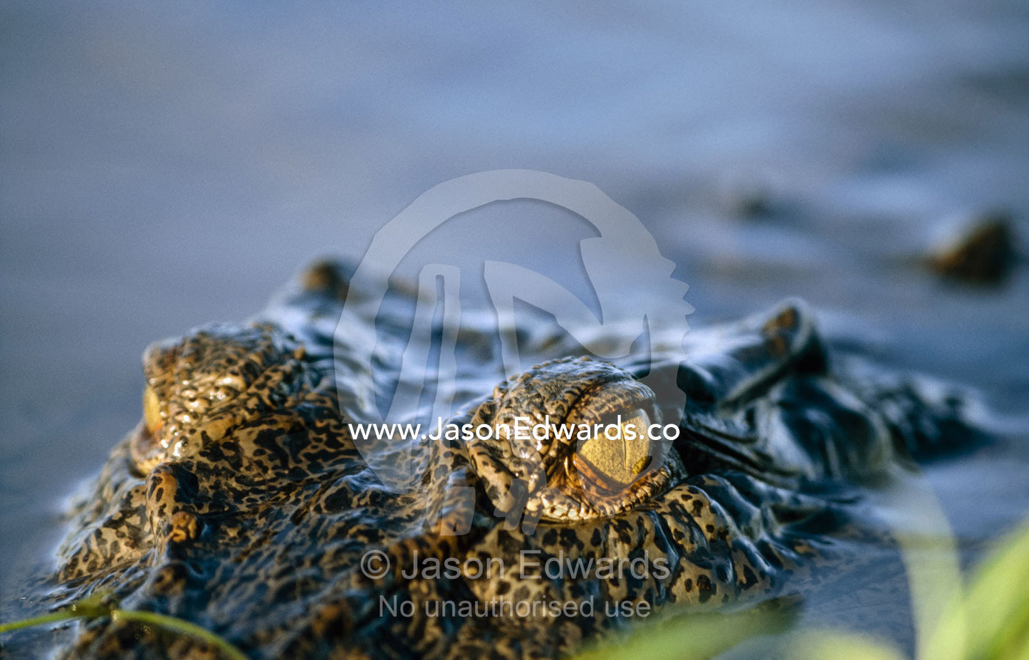 A half-submerged saltwater crocodile, Crocodylus porosus, stalks prey. Kakadu National Park, Northern Territory, Australia.
