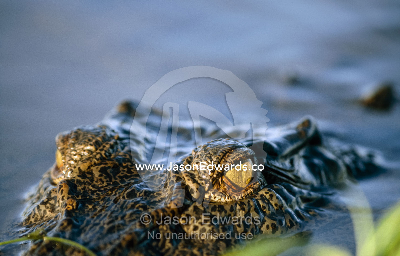 A half-submerged saltwater crocodile, Crocodylus porosus, stalks prey. Kakadu National Park, Northern Territory, Australia.