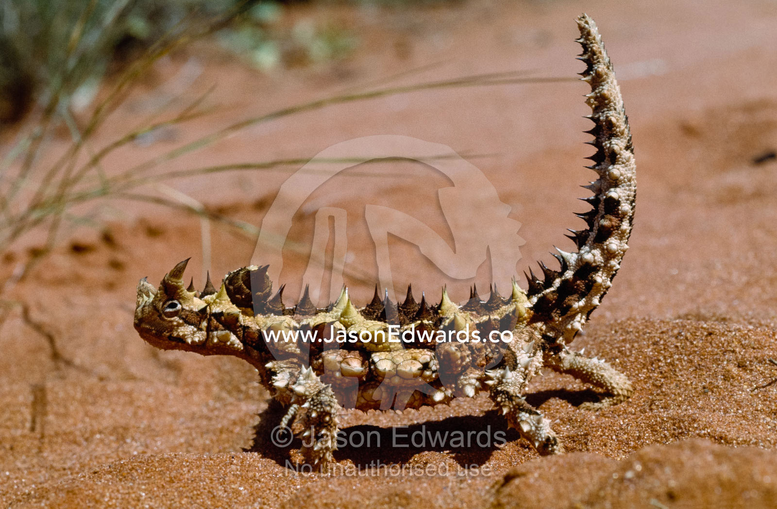 An Australian thorny devil with an erect tail moves across a sand dune South Australia.