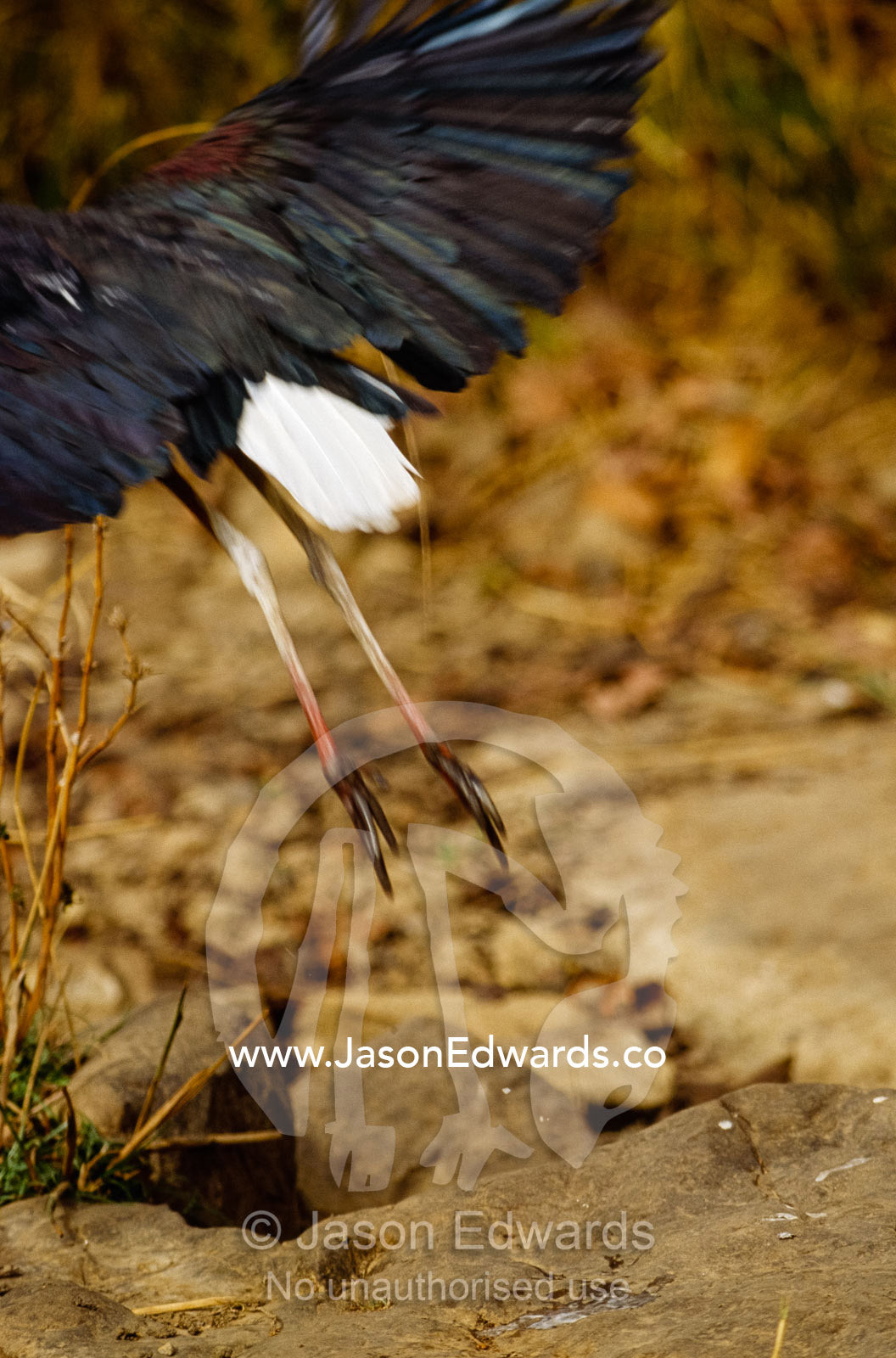 A white necked stork stretches its wings and takes off in flight. Ranthambhor National Park, India.