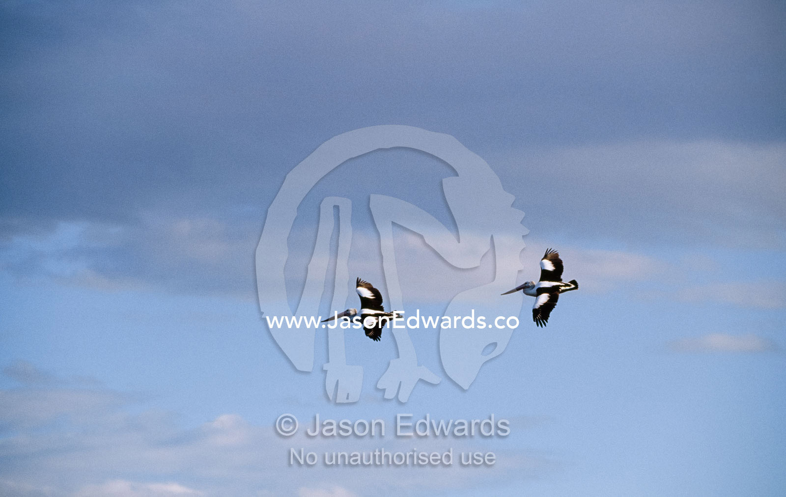 A pair of Australian pelicans in an elegant flight formation. Eden, New South Wales, Australia.