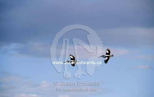 A pair of Australian pelicans in an elegant flight formation. Eden, New South Wales, Australia.