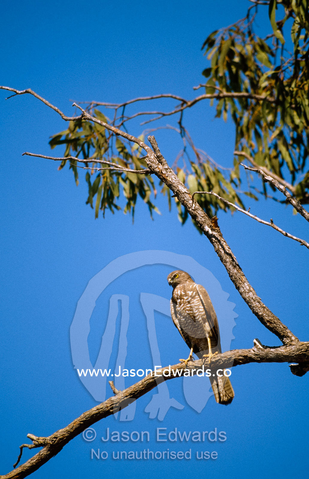 Brown goshawk, Accipiter fasciatus, searches for prey from a tree. Limmen National Park, Northern Territory, Australia.