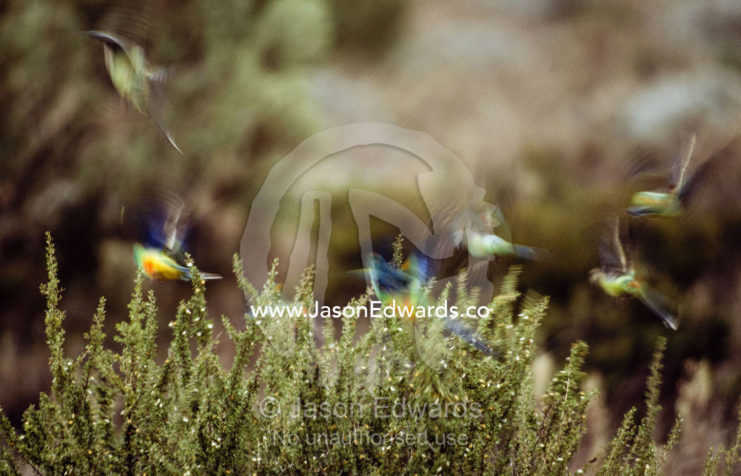 Mulga parrots, Psephotus varius, take flight from a desert shrub. Nullarbor Plain National Park, Western Australia.
