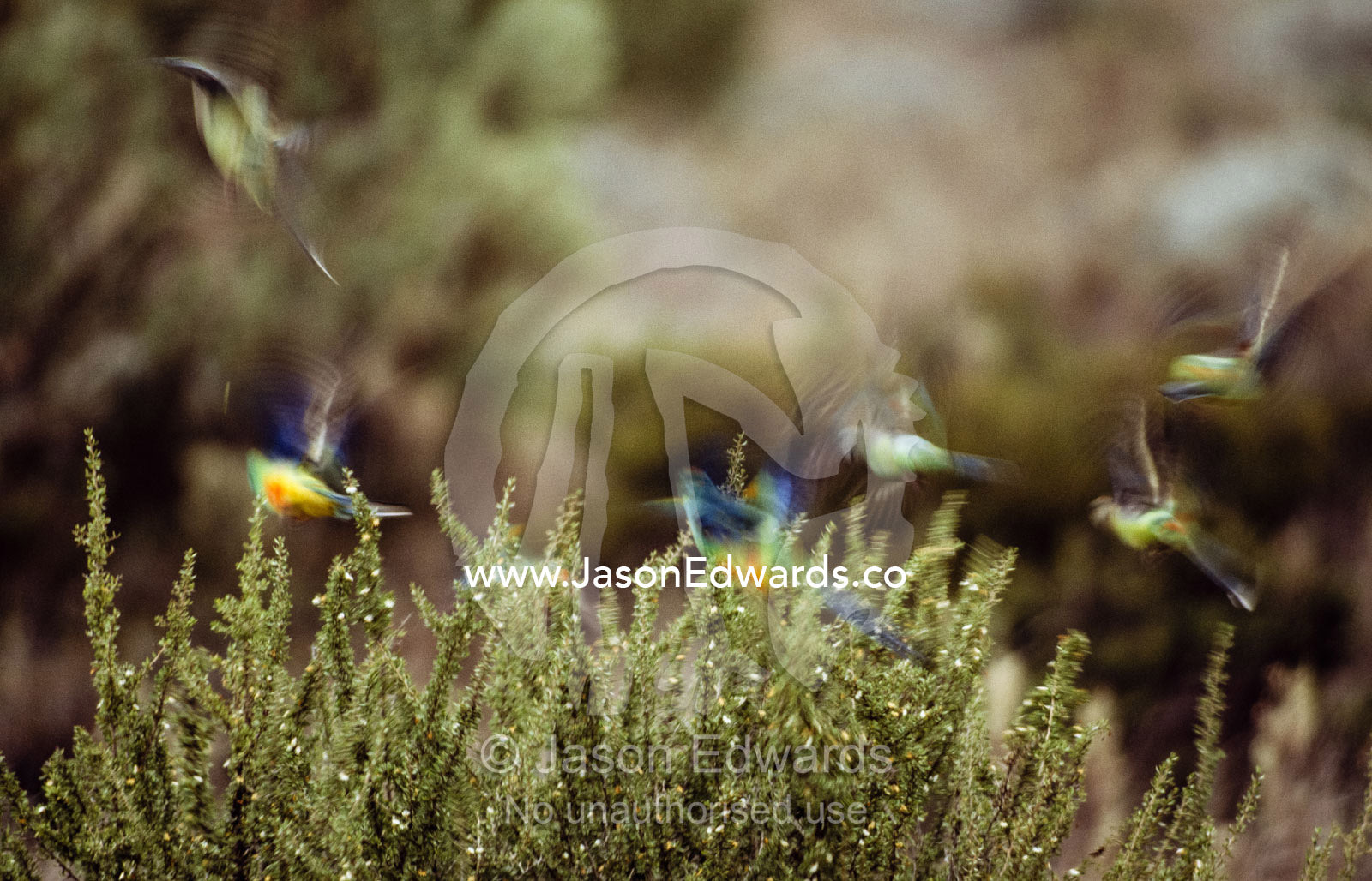 Mulga parrots, Psephotus varius, take flight from a desert shrub. Nullarbor Plain National Park, Western Australia.